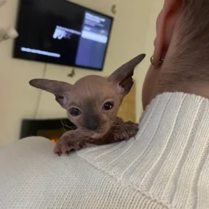 Tairi - kočička plemene Donský Sphynx