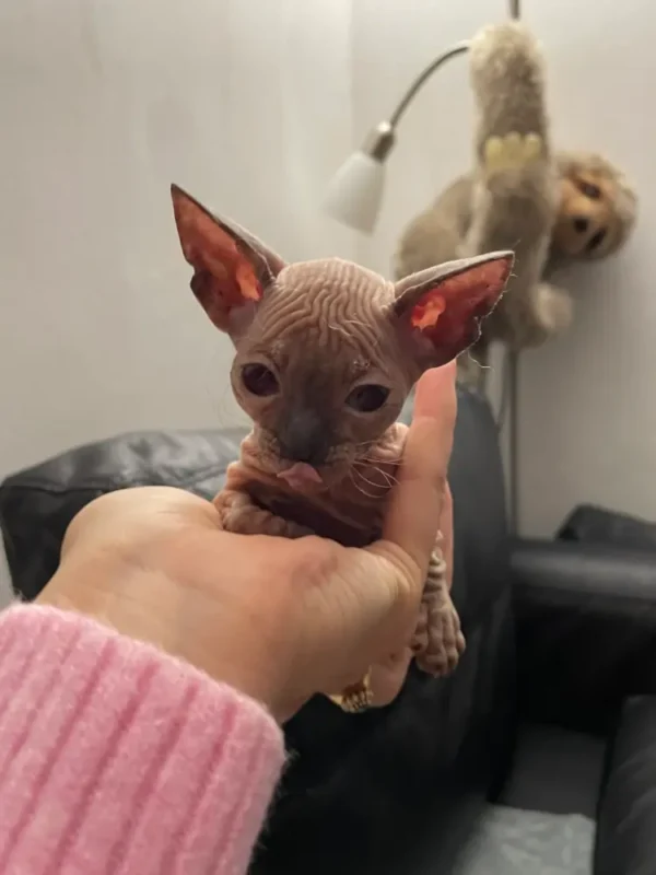 Tairi - kočička plemene Donský Sphynx