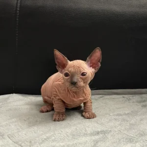 Tairi - kočička plemene Donský Sphynx
