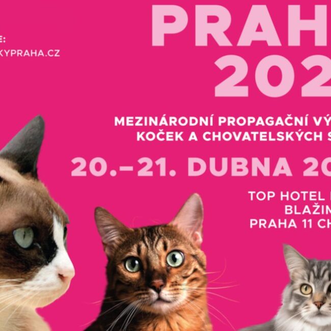 Mezinárodní výstava koček Praha 2024