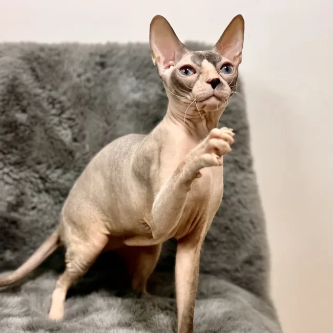 Boucheron*CZ Xenola - kočka plemene Donský sphynx