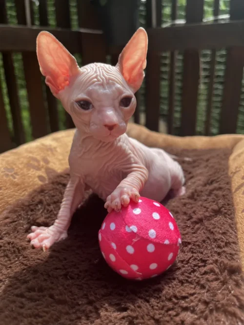 Yusef - kocourek plemene Donský Sphynx