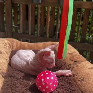 Yusef - kocourek plemene Donský Sphynx