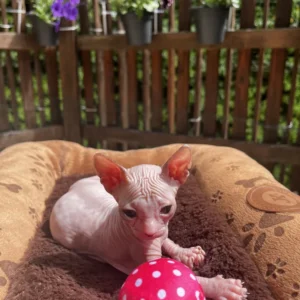 Yusef - kocourek plemene Donský Sphynx