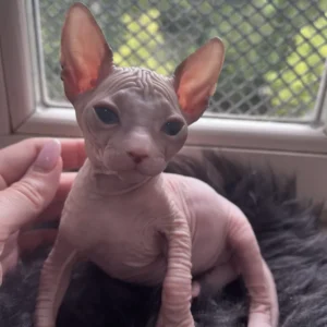 Yusef - kocourek plemene Donský Sphynx